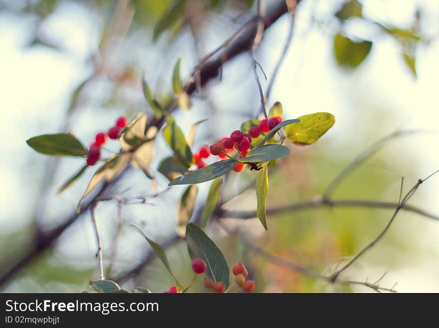 Branch With Red Berries