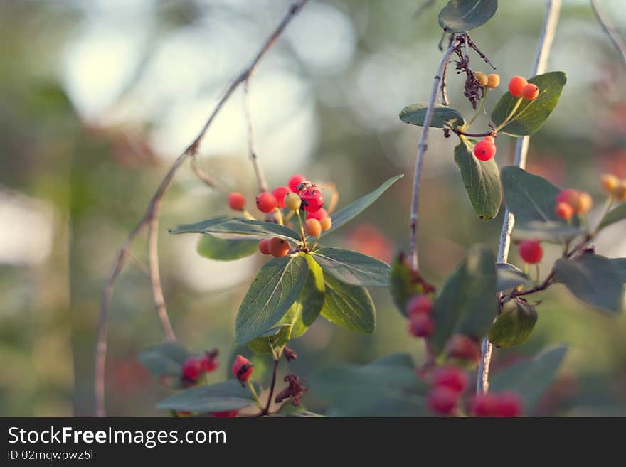 Branch with red berries