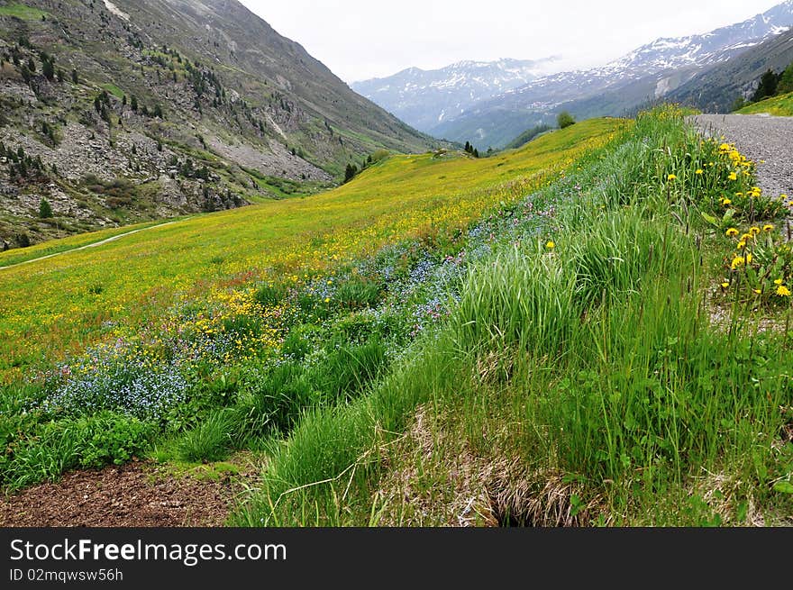 Image shows an Austrian Landscape. On the left high mountains in the middle colourful flowers in yellow and blue within green grass. On the right a part of a hiking trail. Image shows an Austrian Landscape. On the left high mountains in the middle colourful flowers in yellow and blue within green grass. On the right a part of a hiking trail.