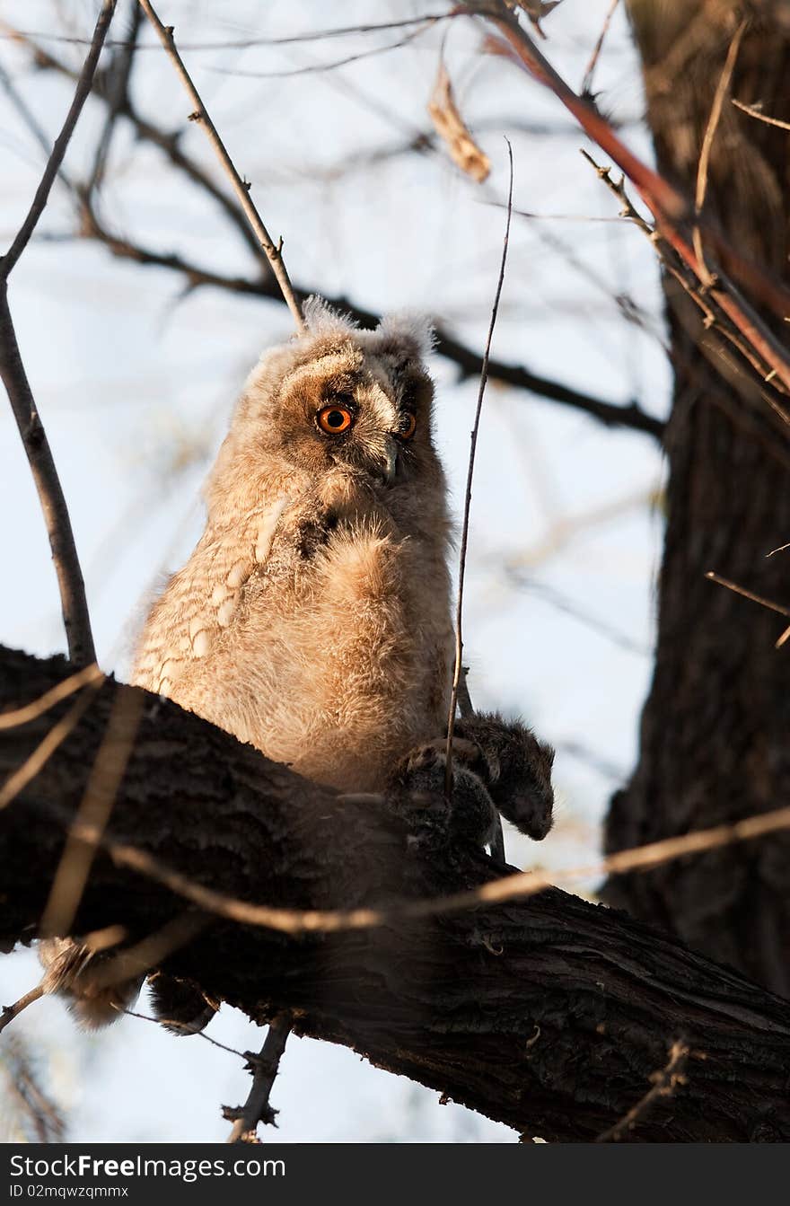 Long-eared Owl (chick) with prey (rodents). Long-eared Owl (chick) with prey (rodents).