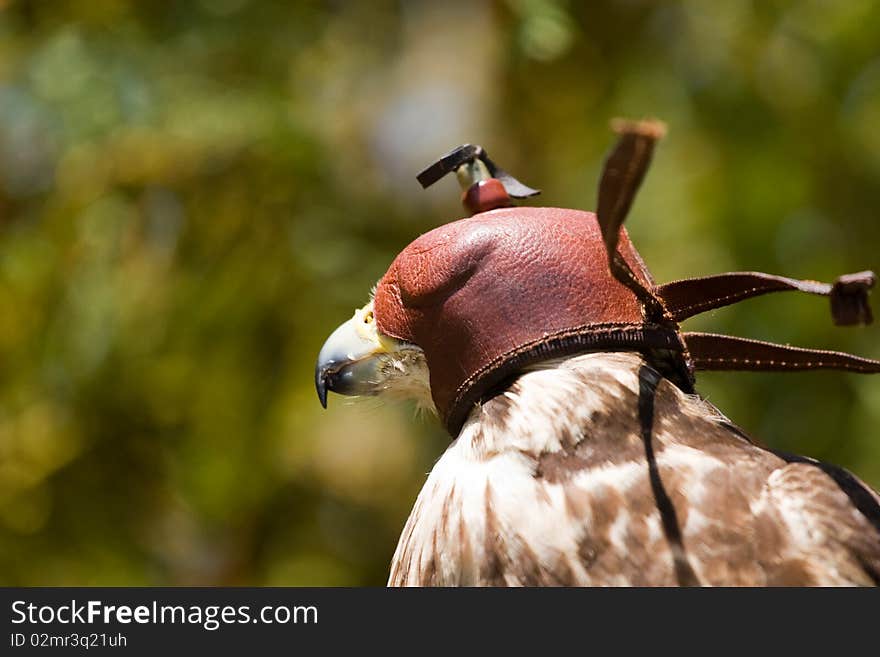 Closeup of falcon with leather hood. Closeup of falcon with leather hood