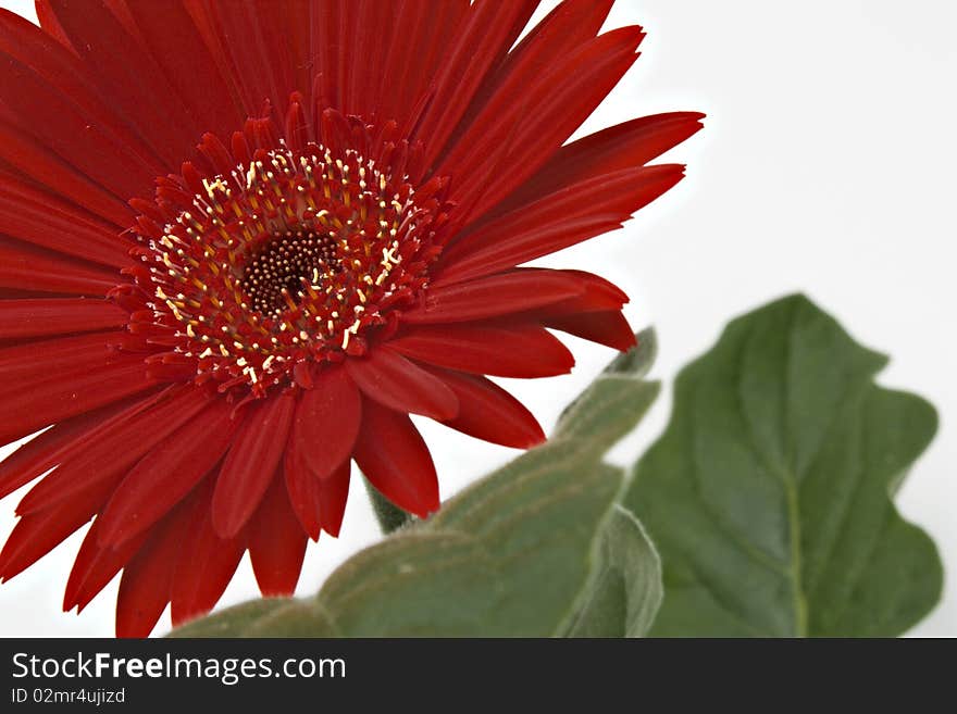 Red gerbera on a white background