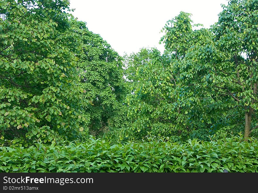 All is filled by young spring foliage. All is filled by young spring foliage