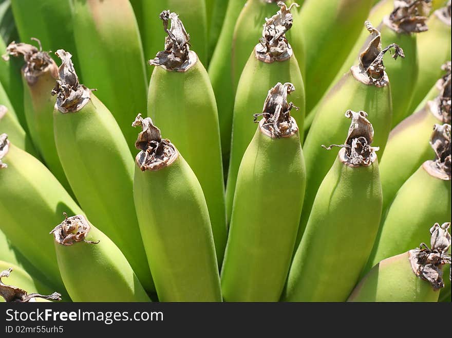 The banch of green bananas close-up