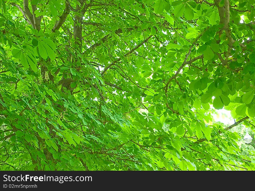 Blossoming chestnut tree in park in the evening