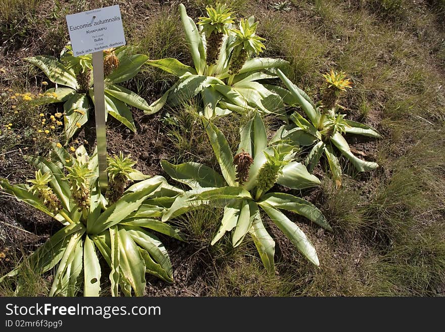 Medicinal plant, khapumpu, bulbs used to treat fractures, back ache and diarrhoea, traditional african medicine