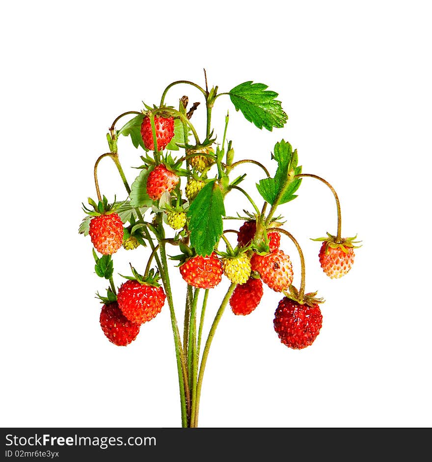 Bunch of wild strawberry on white bacground