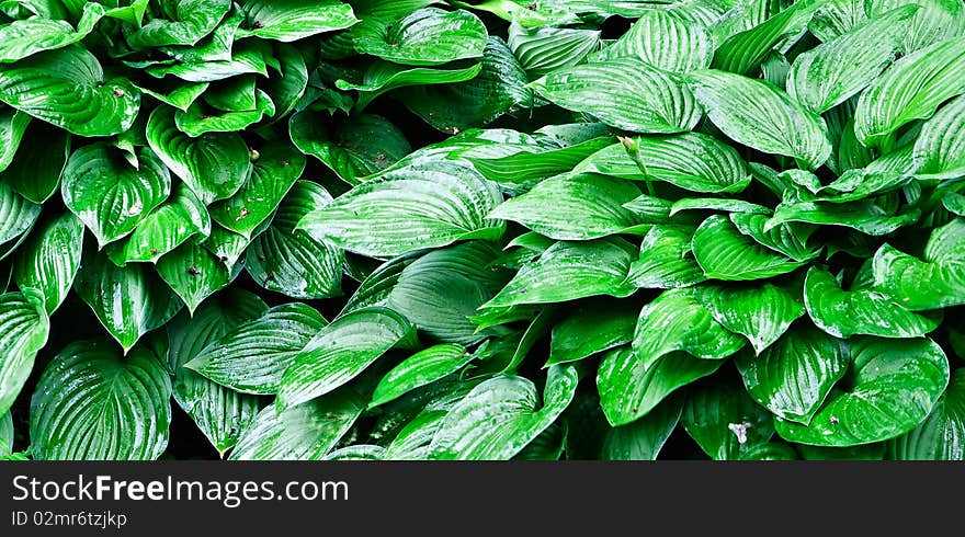 Decorative Leaves