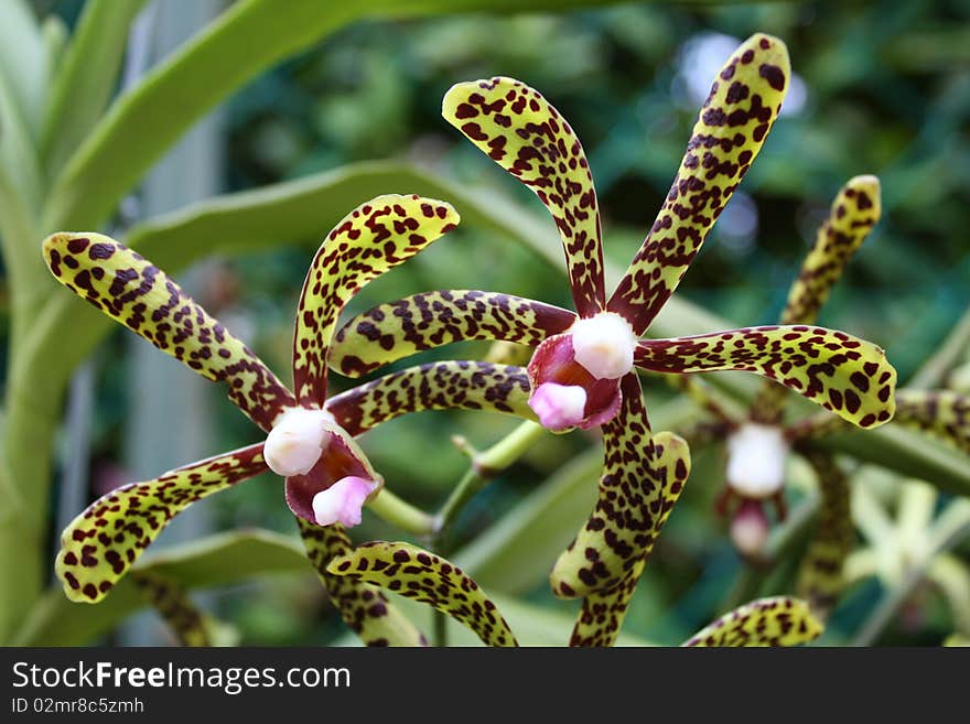 Scorpion Orchid (Genus Arachnis), also known as spider orchid got their name because of their superficial resemblance to scorpions and spiders. Scorpion Orchid (Genus Arachnis), also known as spider orchid got their name because of their superficial resemblance to scorpions and spiders.