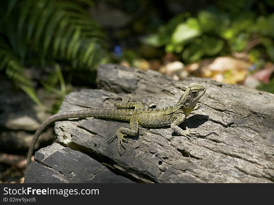 Lizard sunbathing on the log