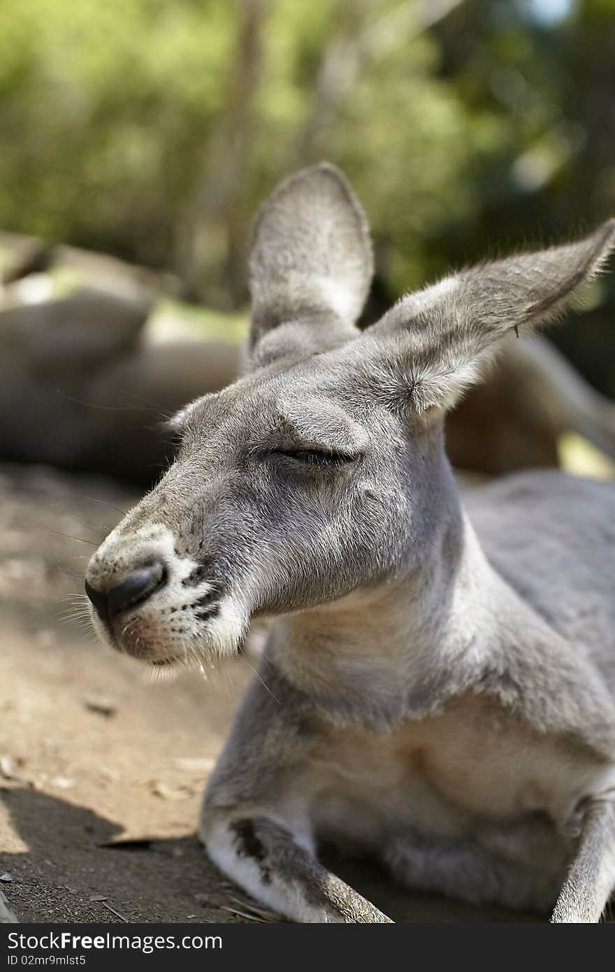 Resting male kangaroo in the wild. Resting male kangaroo in the wild.