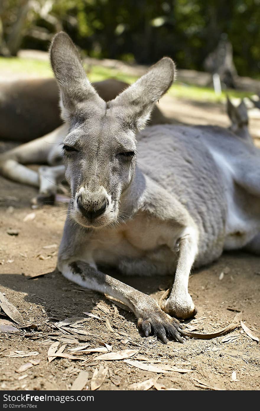 Gentle kangaroo lying on the ground