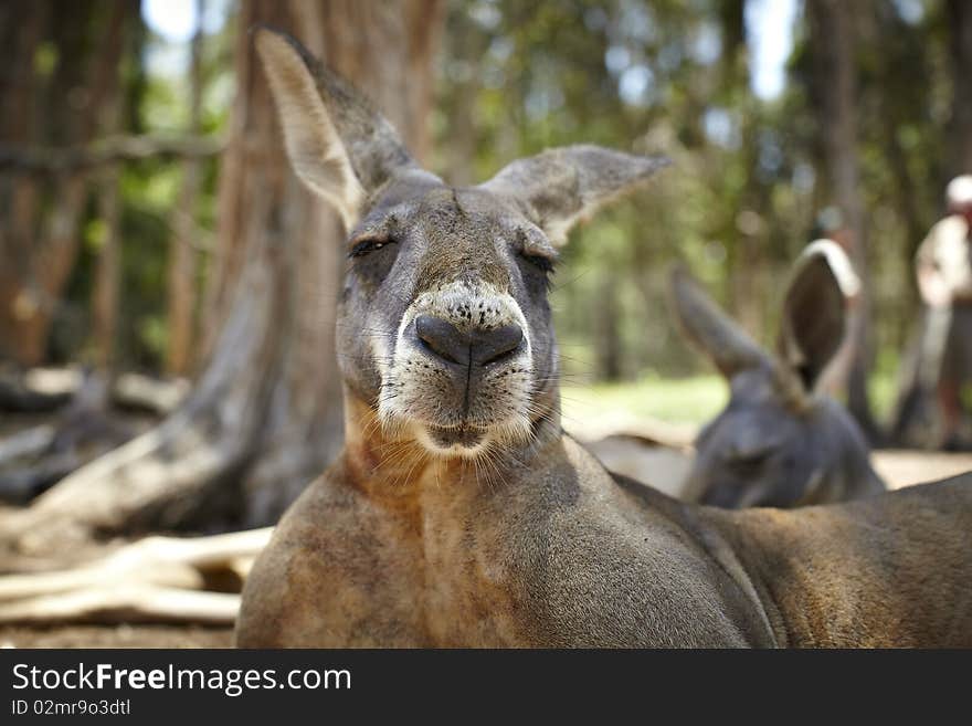 Portrait of a Kangaroo with a big snout