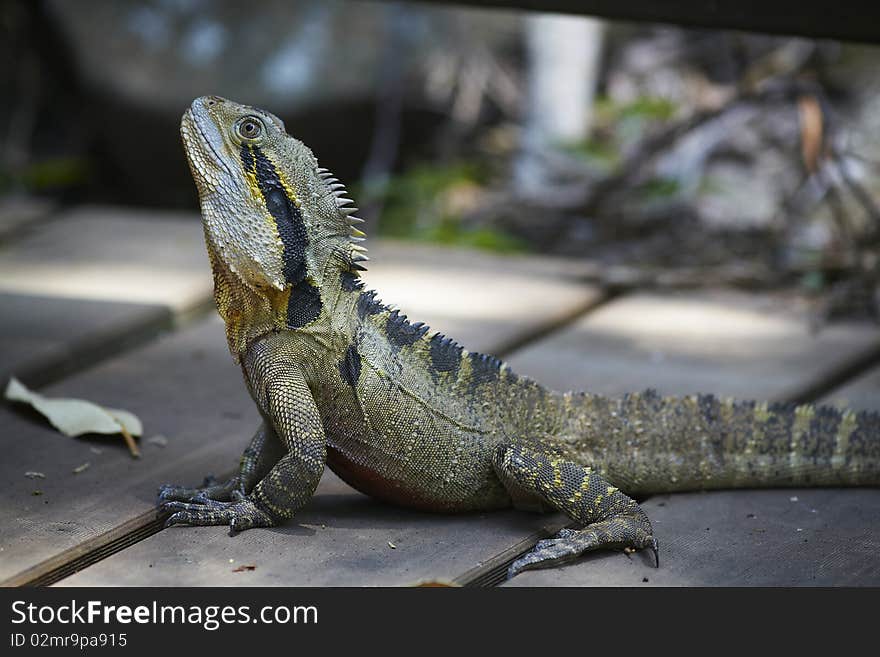 Big wild lizard with spikes in the shadow