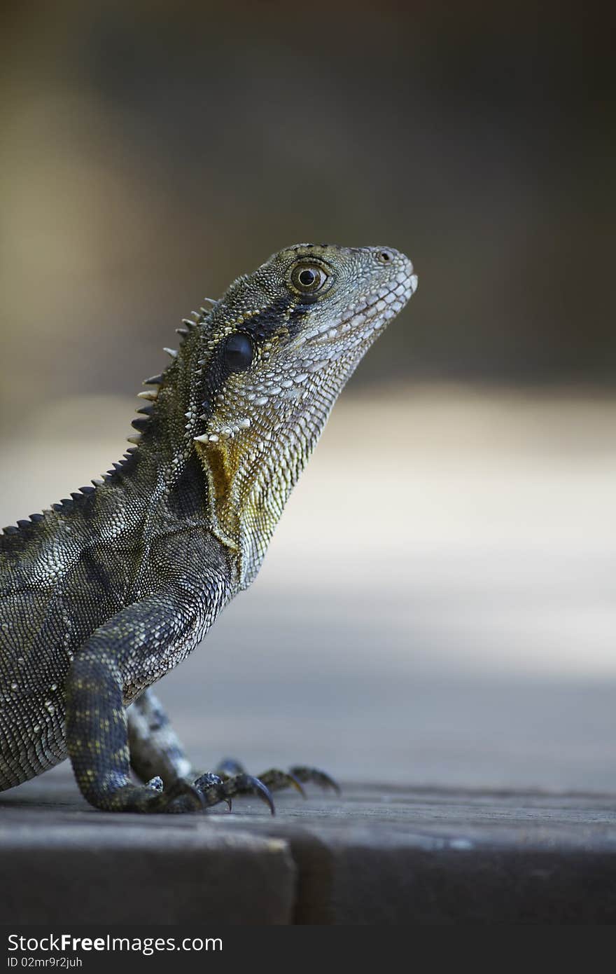 Portrait of the monitor lizard or the iguana.