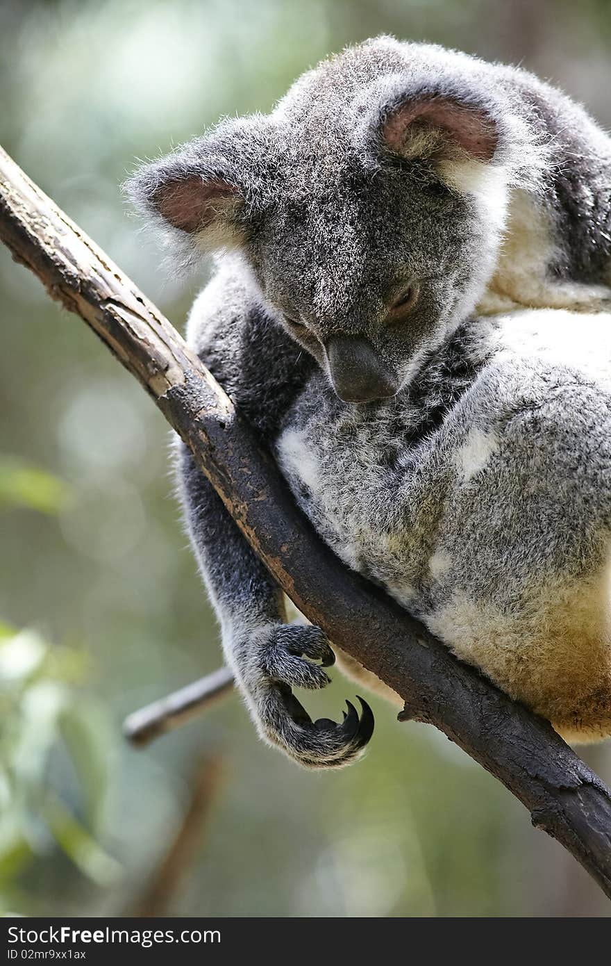 Koala resting on a treetop