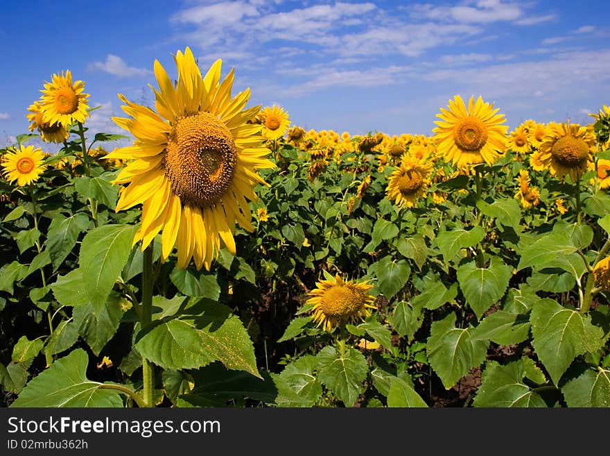 Sunflowers in field with blue sky and clouds. Sunflowers in field with blue sky and clouds