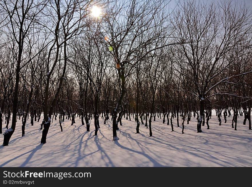 Tree ghost in snow in the park