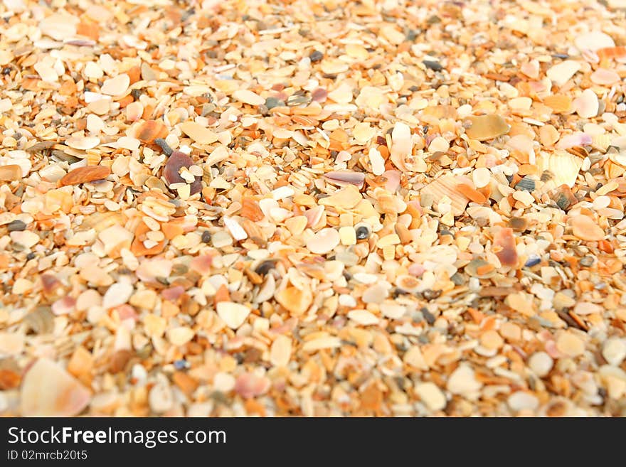 Sea sand from cockle-shells background