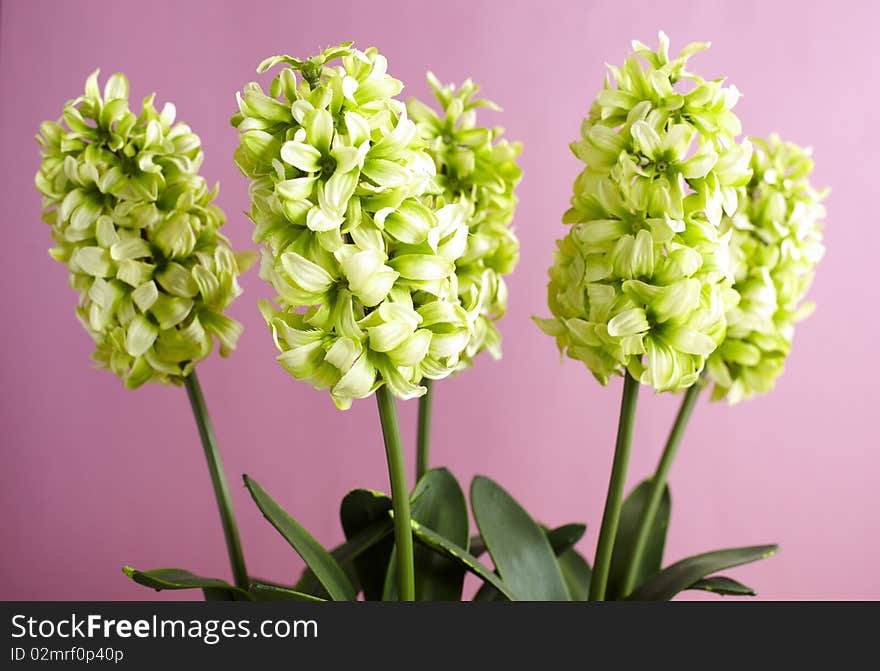 Under clean background artificial flower. Under clean background artificial flower