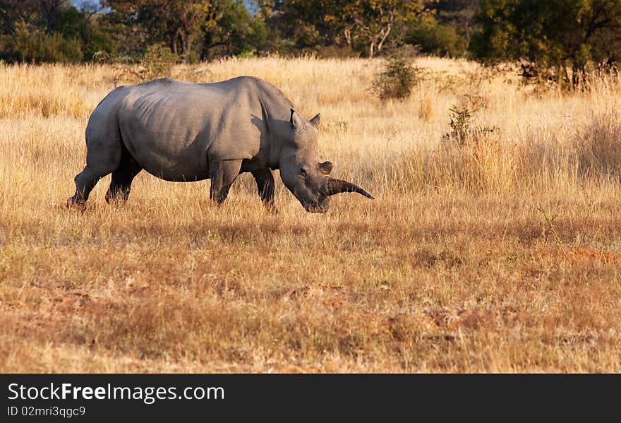 Female white rhino in southern africa wild. Female white rhino in southern africa wild