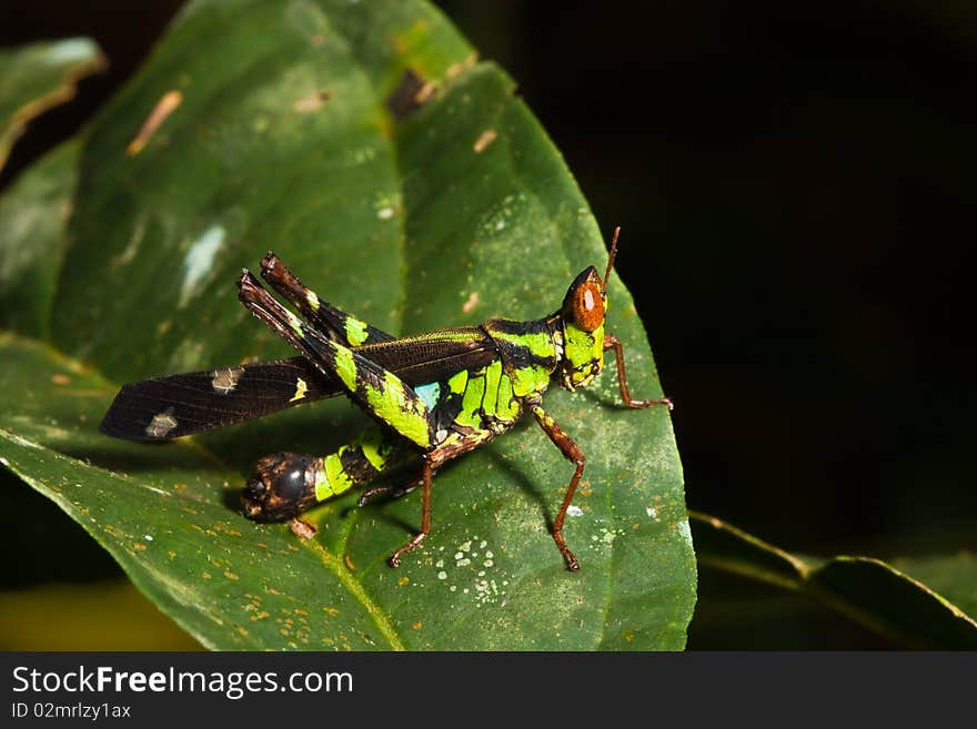 Grasshopper on leaf and dark background image