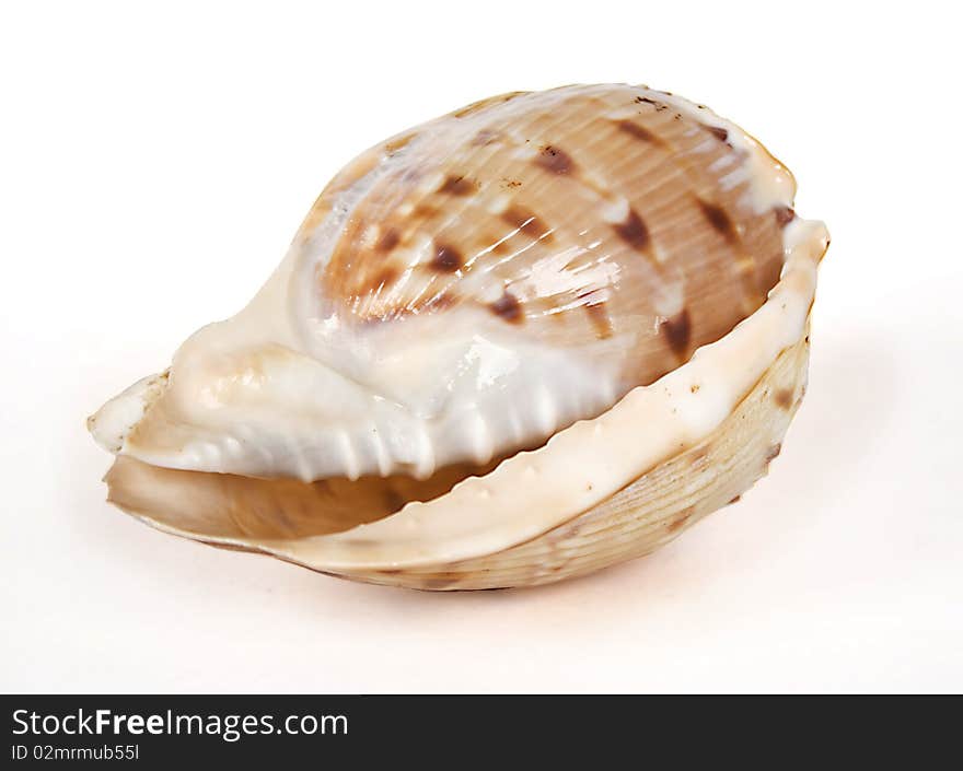 Ocean cockleshell isolated on white