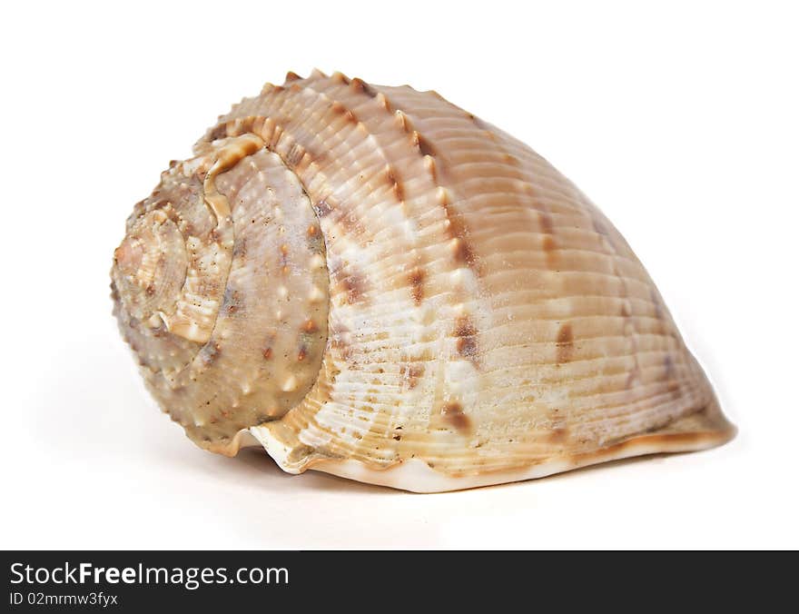 Ocean cockleshell isolated on white