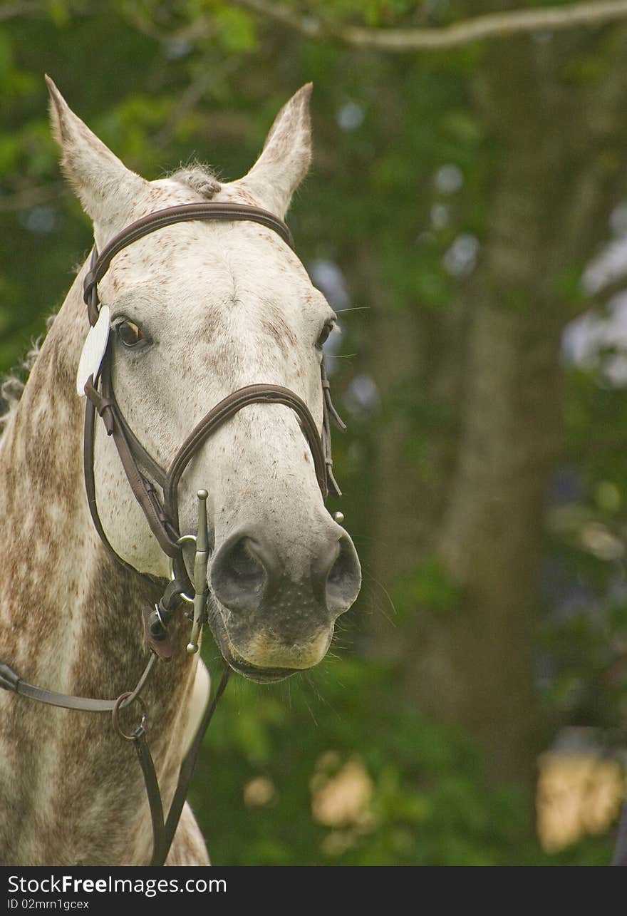 A closeup image of a grey horse with selective focus. A closeup image of a grey horse with selective focus.