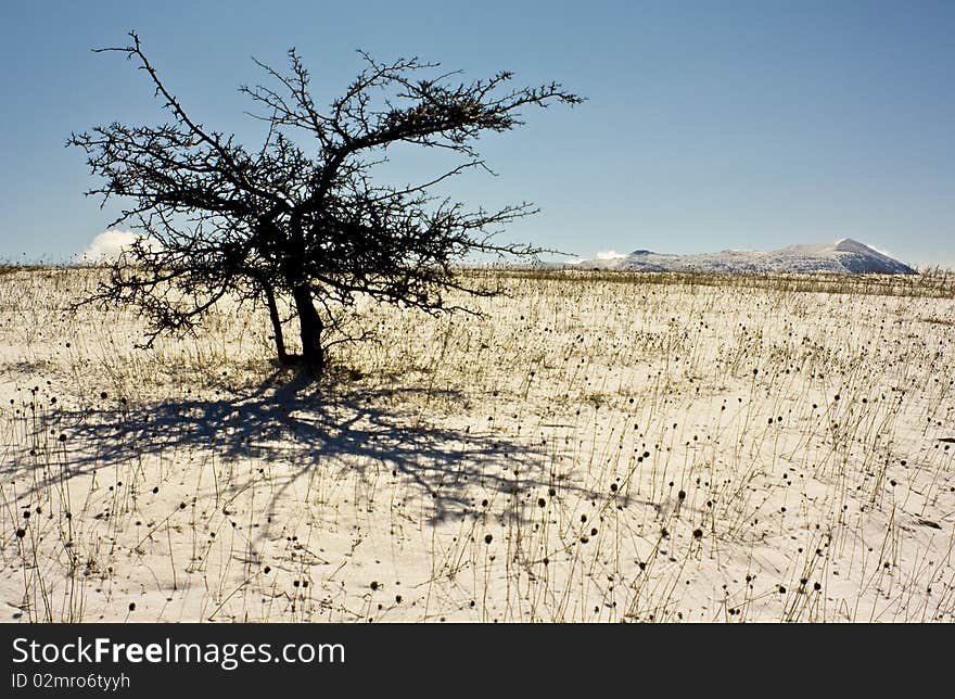 Winter Tree In Crimea