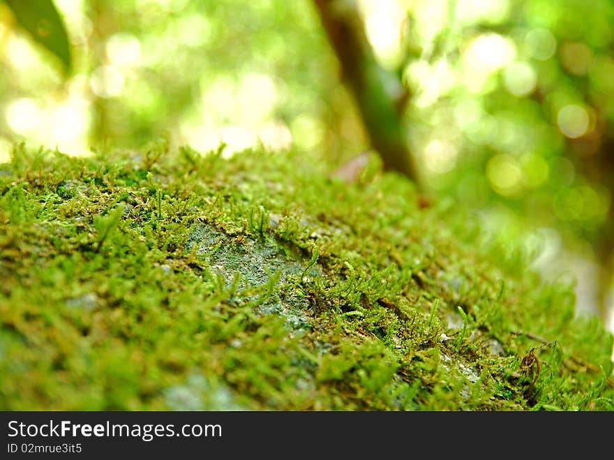 Beautiful Moss