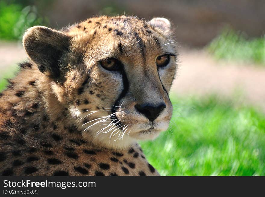 Young cheetah on a green grass. Young cheetah on a green grass.