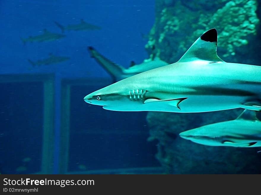 Sharks in the aquarium in Thailand.