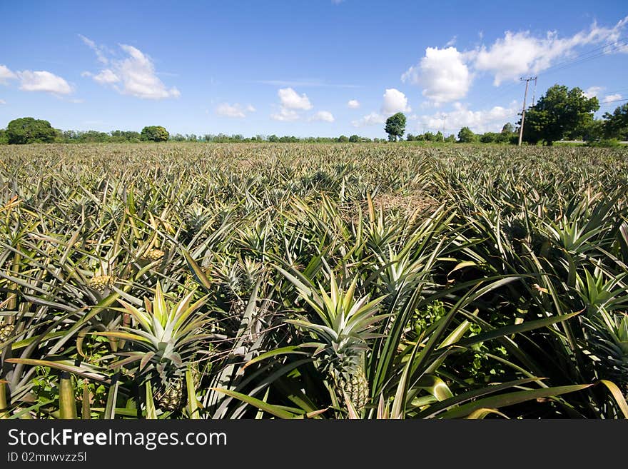 Pineapple Garden