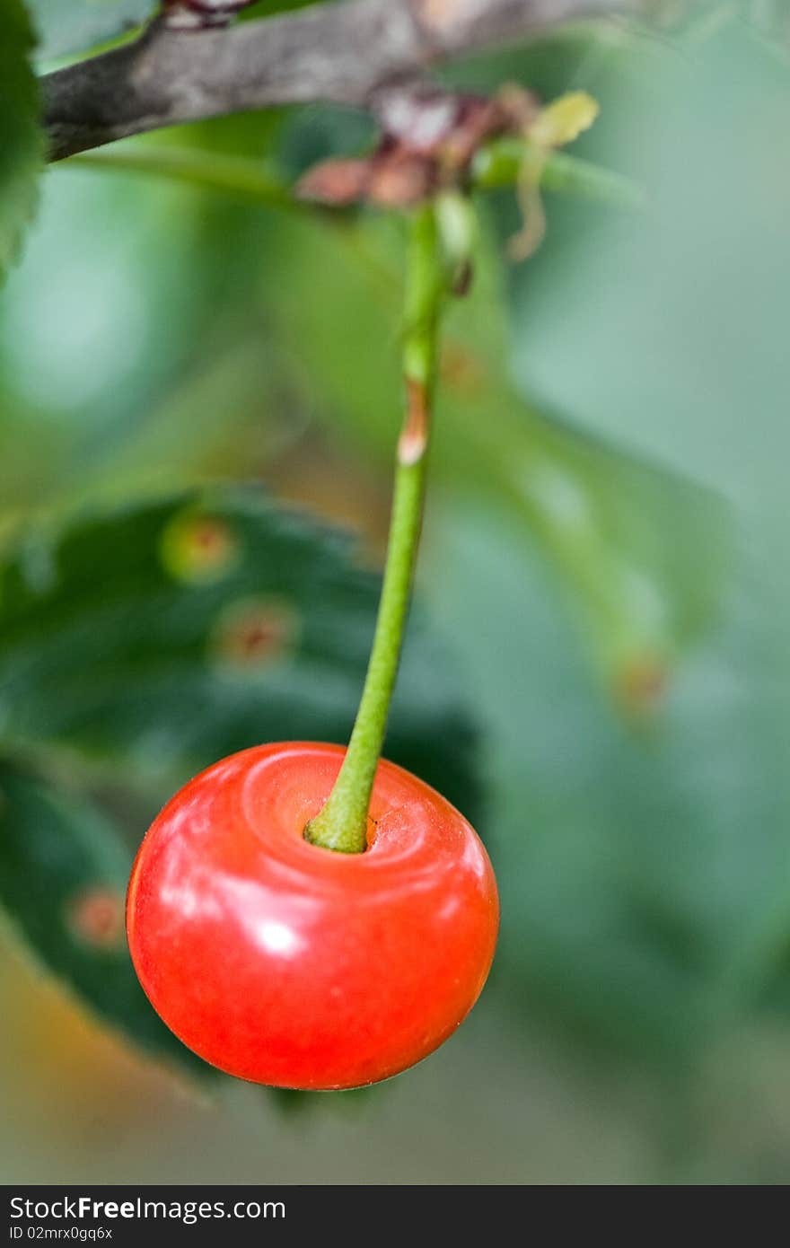 Fresh cherry