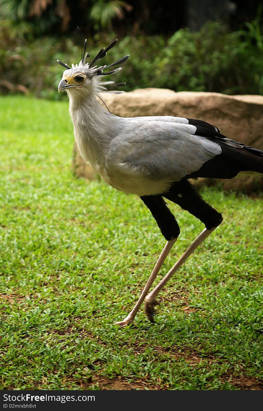 A Running Secretarybird