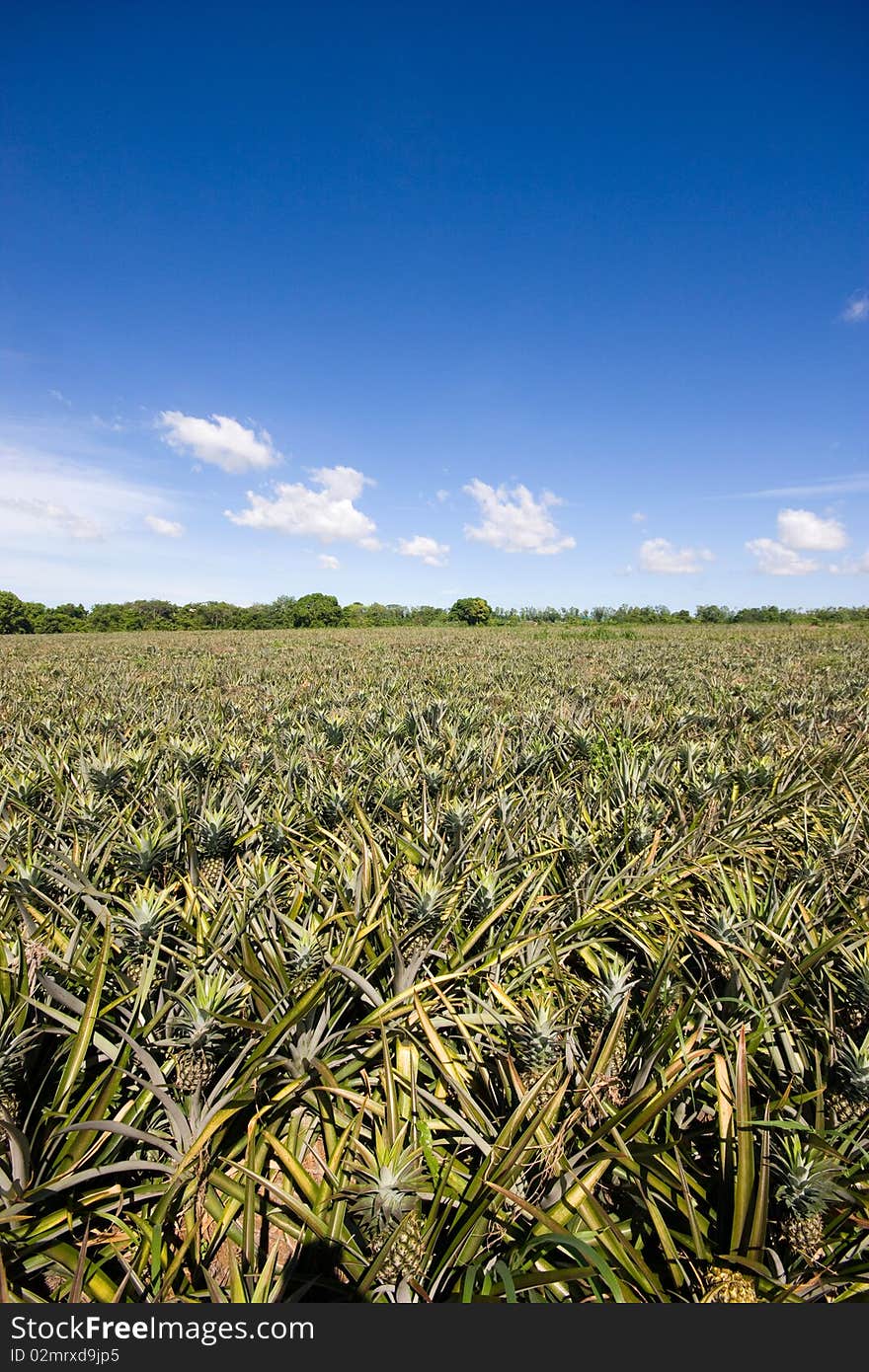 Pineapple garden3