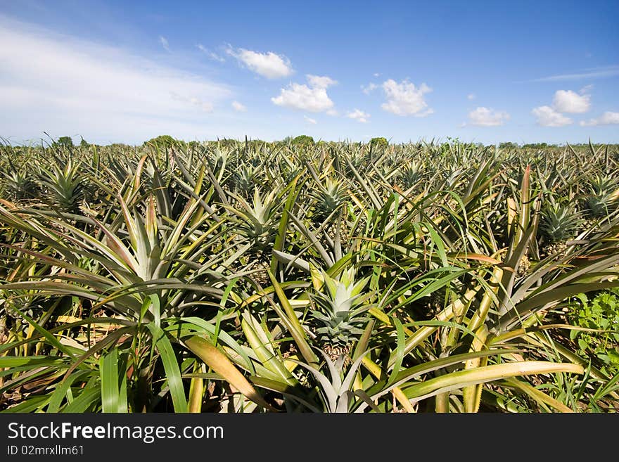 Pineapple garden4