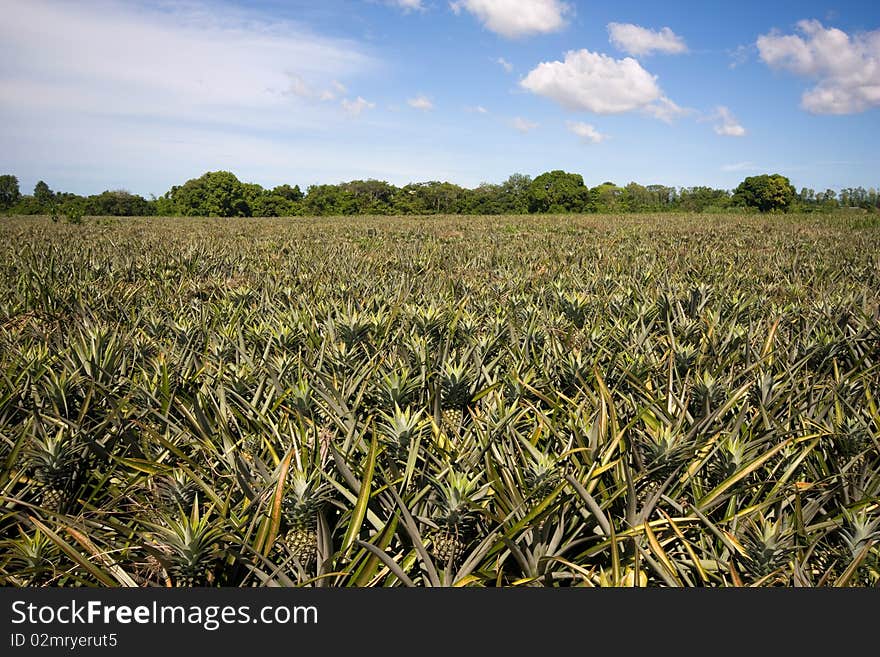 Pineapple garden in Thailand