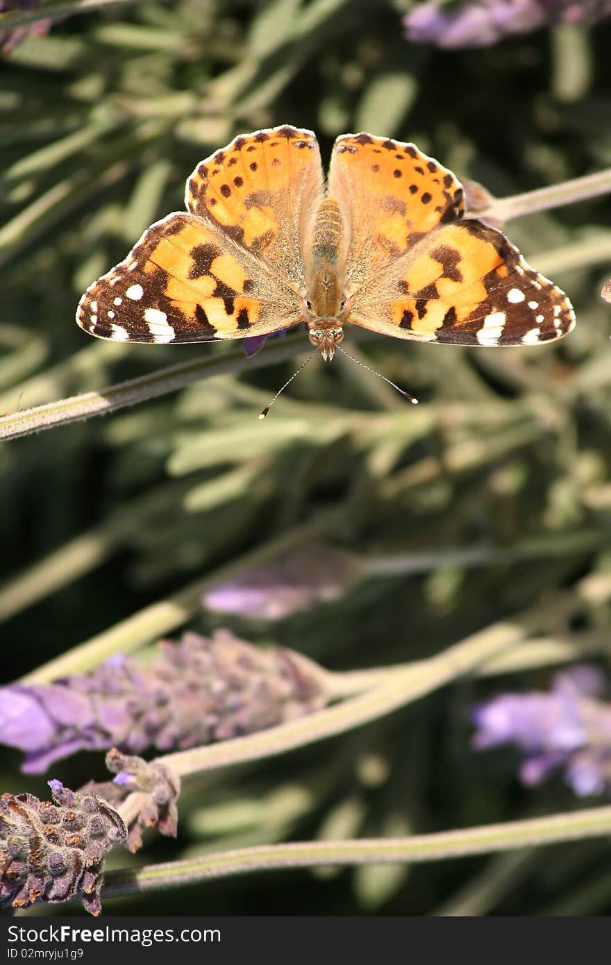 Butterfly Painted Lady Or Monarch