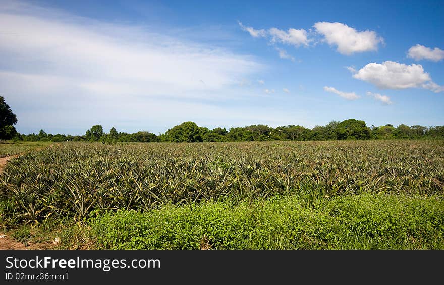 Pineapple garden in Thailand