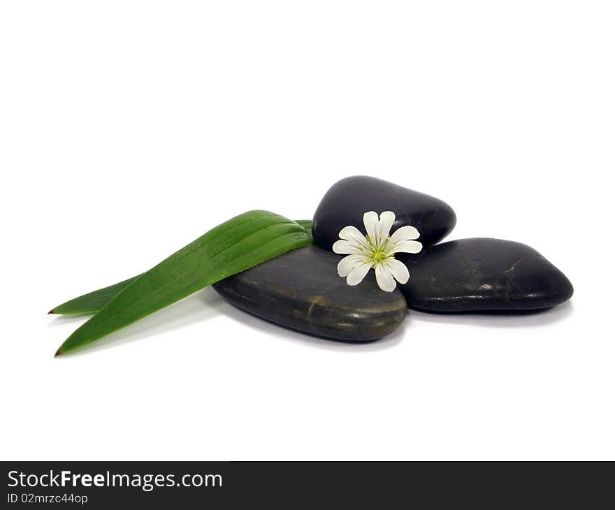 White flover and black stone on the white background