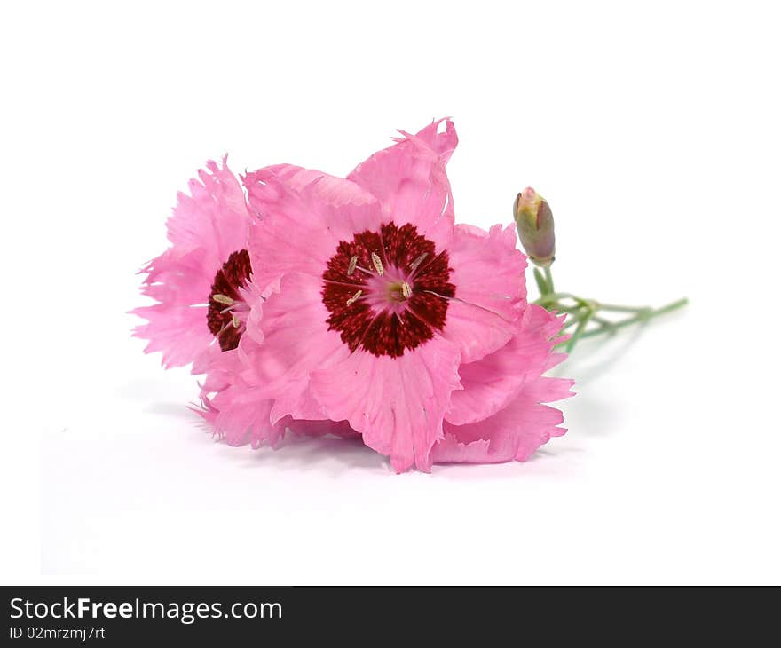 Pink flower