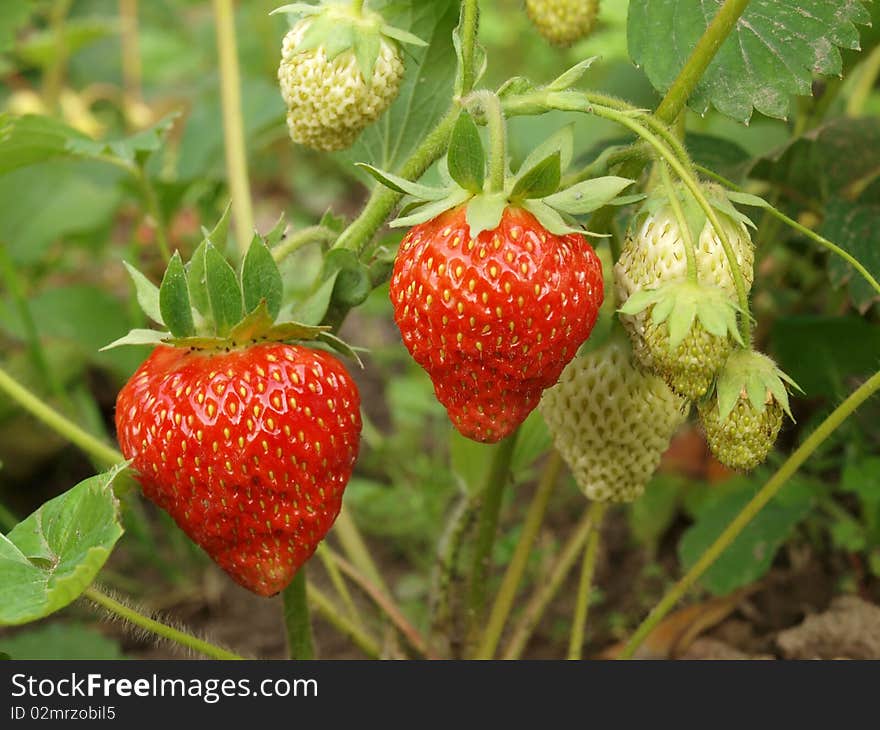 Branch with a large red strawberries on the beds garden in daylight. Branch with a large red strawberries on the beds garden in daylight