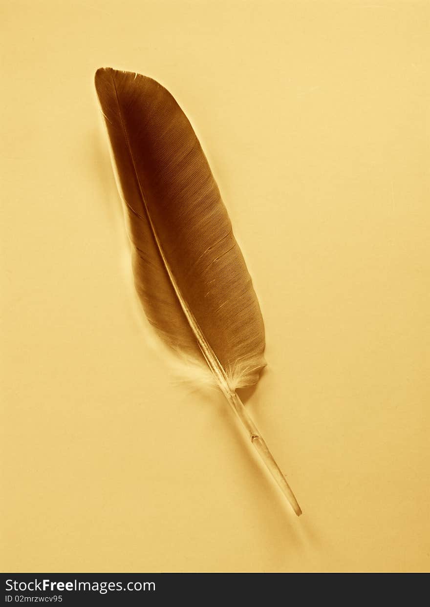 Feather in abstract color effect