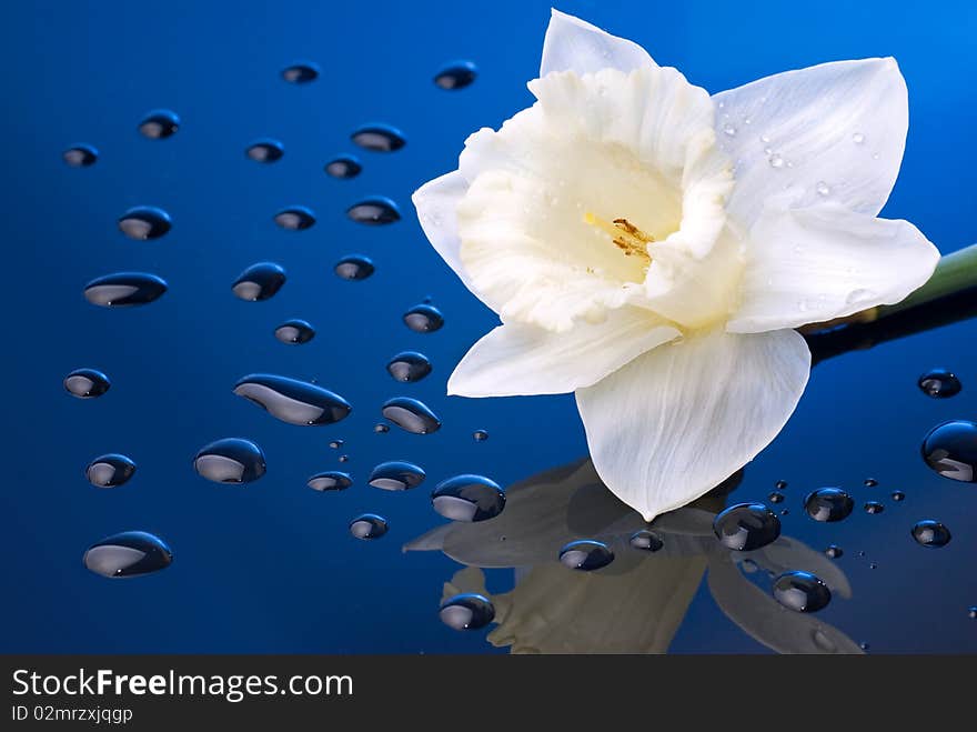 White narcissus on blue background with water drops