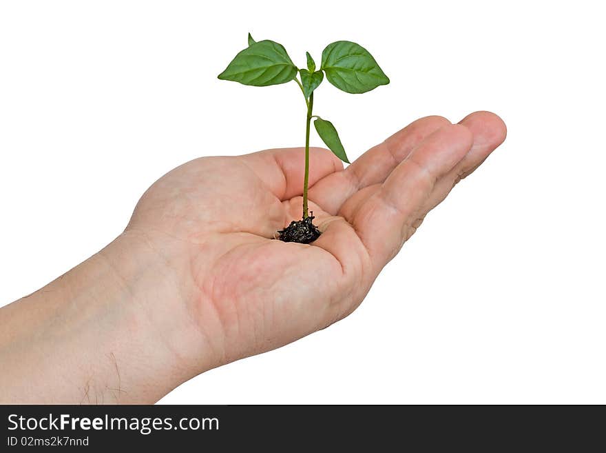 On the hand of man is a small plant, isolated on a white background. On the hand of man is a small plant, isolated on a white background.