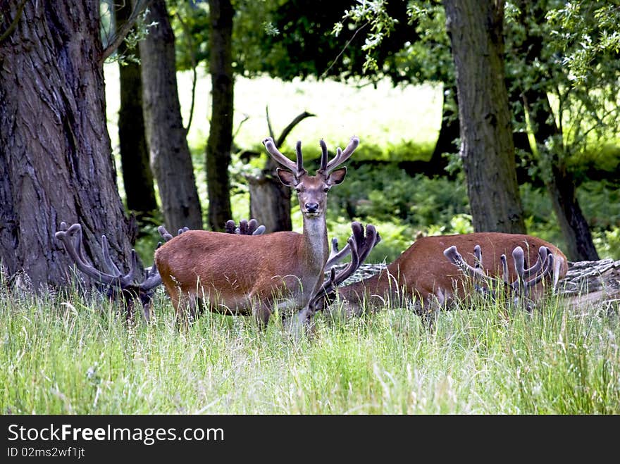 Deers