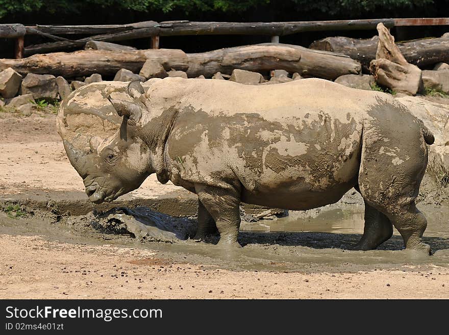 Rhino at watering place