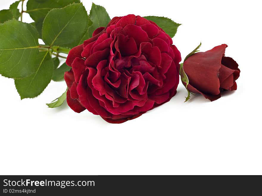 Beautiful red roses on a white background